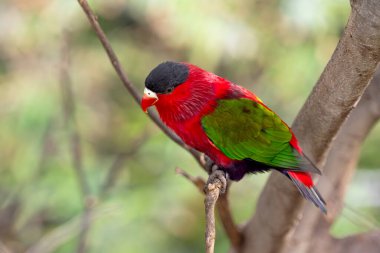 Parktaki güzel papağanlar