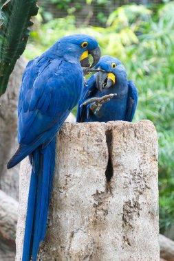 Parktaki güzel papağanlar