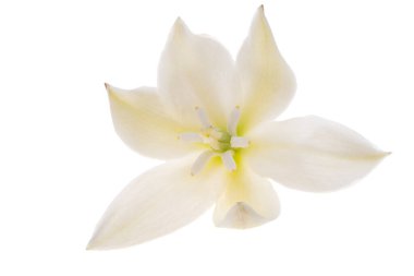 Yucca çiçekleri beyaz arkaplanda izole edilmiş