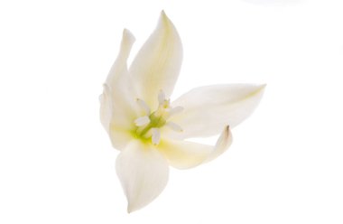 Yucca çiçekleri beyaz arkaplanda izole edilmiş