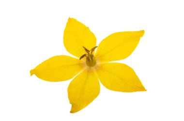 Gevşek çiçek beyaz arka planda izole