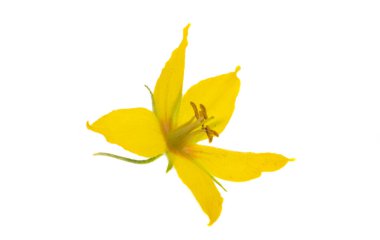 Gevşek çiçek beyaz arka planda izole