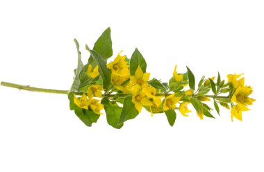 Gevşek çiçek beyaz arka planda izole