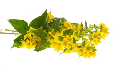 loosestrife flower isolated on white background