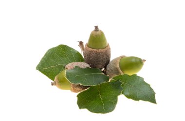 Kholm meşe palamudu beyaz arka planda izole edilmiş