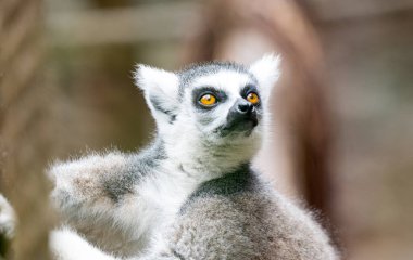 Parktaki güzel lamur.