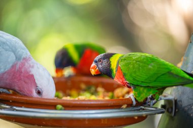 Parktaki güzel papağanlar