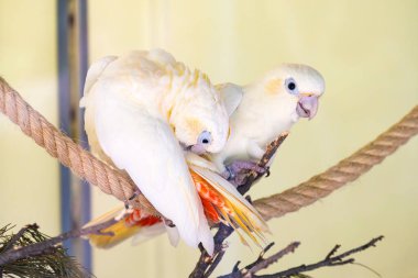 Parktaki güzel papağanlar