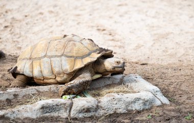 Parktaki büyük kaplumbağa.