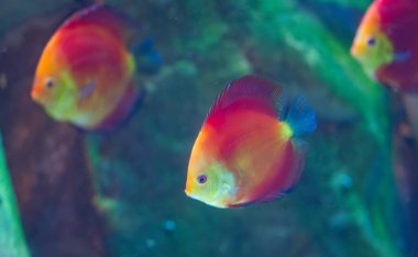 Akvaryumda yüzen güzel balıklar