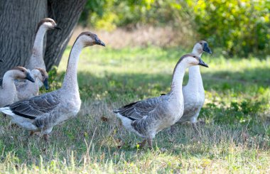 Kazlar çayırda otlar.