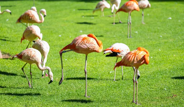 Pembe flamingo parkta yürüyor