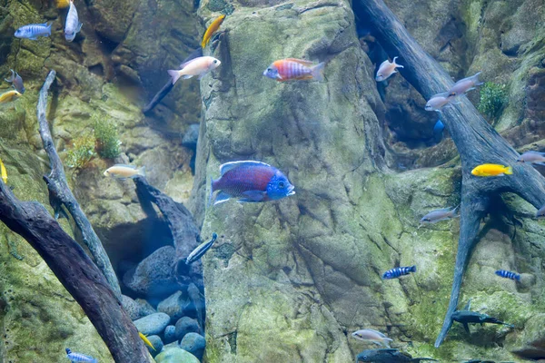 在水族馆里游泳的漂亮的鱼 图库图片