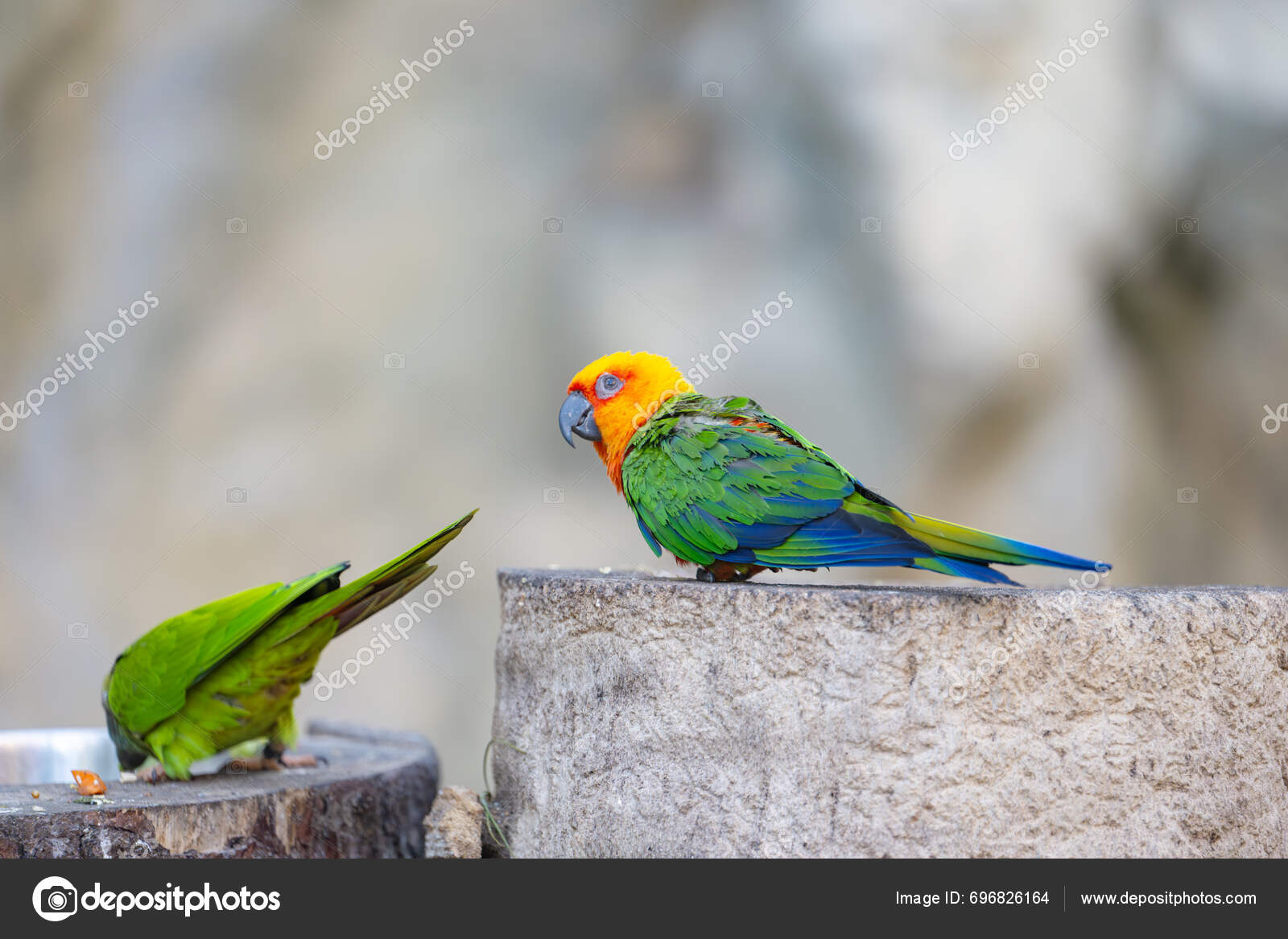 Beautiful Parrots Park — Stock Photo © ksena32 #696826164