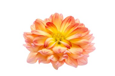 Yıldız çiçeği beyaz arkaplanda izole edilmiş