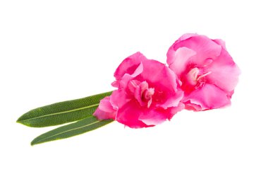 Beyaz arka plan üzerinde izole pembe zakkum