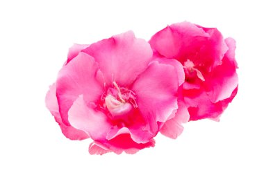 Beyaz arka plan üzerinde izole pembe zakkum