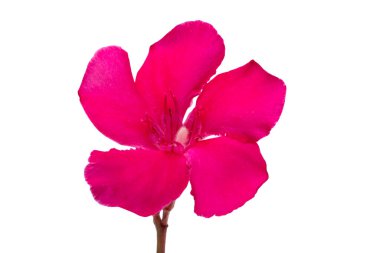 Beyaz arka plan üzerinde izole pembe zakkum