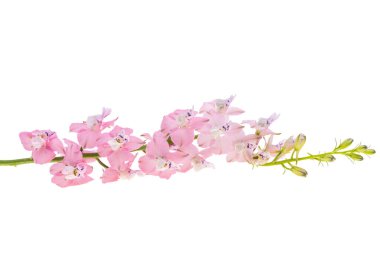 Beyaz arkaplanda yaban Delphinium çiçeği