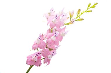 Beyaz arkaplanda yaban Delphinium çiçeği