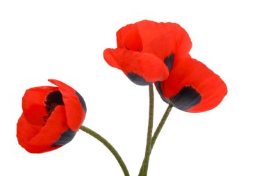 Beyaz arkaplanda izole edilmiş kırmızı haşhaş buketi