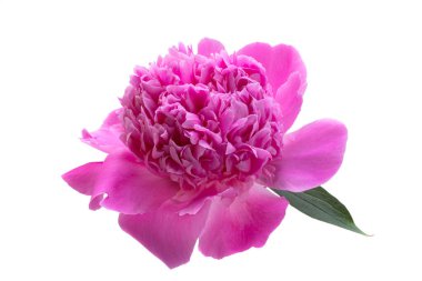 Beyaz arka planda izole edilmiş güzel şakayık çiçeği