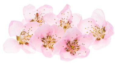 Beyaz arkaplanda izole edilmiş sakura çiçekleri