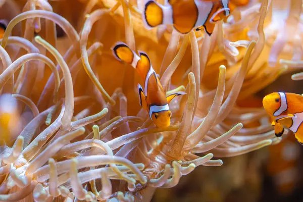 clown fish swimming among corals