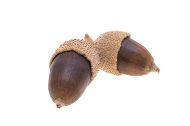 palamut beyaz arkaplanda izole