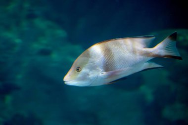 Suda yüzen boylamsal çizgili balıklar