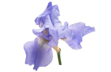 İris çiçeği beyaz arkaplanda izole edildi