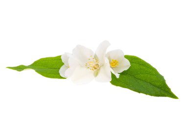 yasemin çiçeği beyaz arkaplanda izole edilmiş