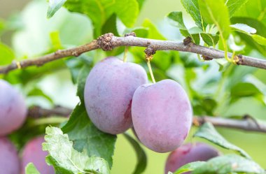 Yazın ağaçtaki erikler