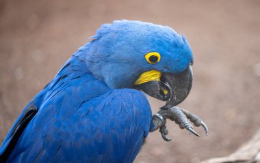 Parktaki güzel papağanlar