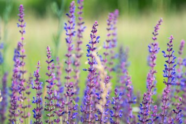 Çayırda çiçek açan adaçayı.