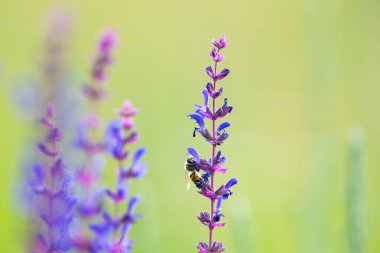 Çayırda çiçek açan adaçayı.