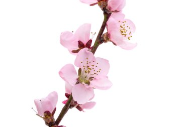 Beyaz arkaplanda izole edilmiş kiraz çiçeği