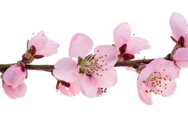 Beyaz arkaplanda izole edilmiş kiraz çiçeği