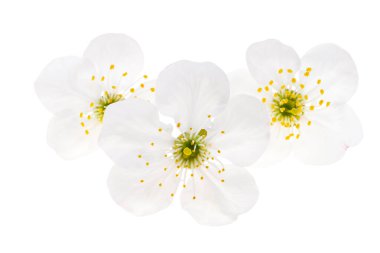 Beyaz arkaplanda izole edilmiş kiraz çiçeği