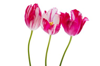 Lale çiçeği beyaz arkaplanda izole edilmiş