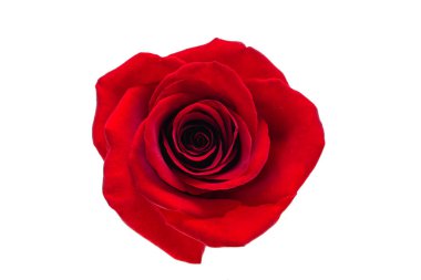 kırmızı gül beyaz arkaplanda izole