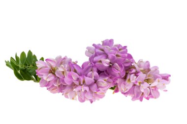 Beyaz arkaplanda yalıtılmış leylak akasyası