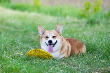 Galli Corgi Pembroke bir yürüyüş yapıyor.