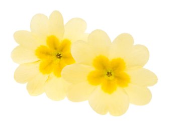 Beyaz arka plan üzerinde izole çuha çiçeği