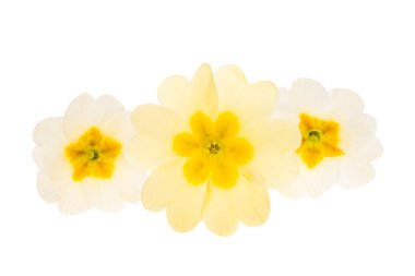 Beyaz arka plan üzerinde izole çuha çiçeği