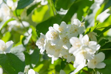İlkbaharda açan yasemin çiçekleri