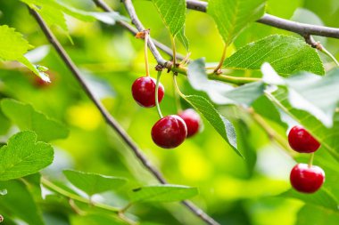 Olgun kirazlar ağaçta