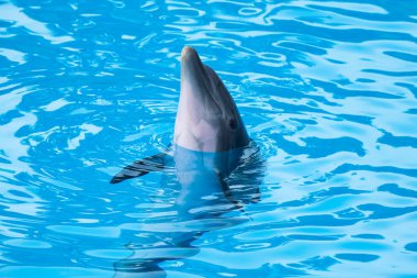 Yunus suda yüzüyor.