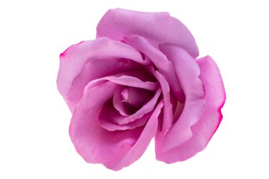 Beyaz arkaplanda yalıtılmış leylak gülü