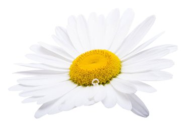 Beyaz arkaplanda izole edilmiş beyaz papatya çayı